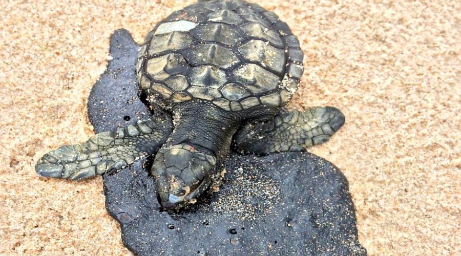 [Projeto Tamar afirma que mancha de óleo já matou pelo menos 10 filhotes de tartaruga]