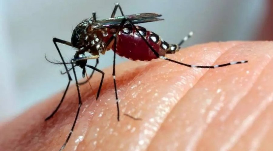 [Ministério da Saúde informa que Bahia pode ter surto de dengue em 2020]