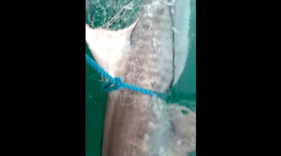 [Vídeo: pescador se depara com tubarão-tigre de 120 kg em rede de pesca]