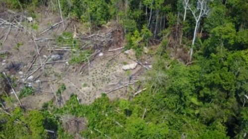 [Amazônia registra recirde de desmatamento nos primeiros cinco meses de 2022]