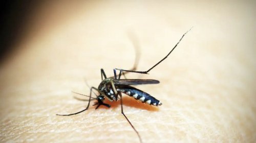 [Entenda por que hemorragia não é o principal sintoma da dengue grave]