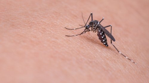 [Brasil se aproxima de 1 milhão de casos prováveis de dengue]