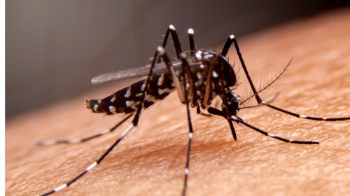 [Quinta morte por dengue no estado é confirmada pela Sesab]