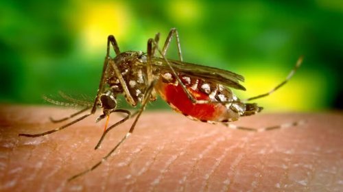 [Número de mortes por dengue na Bahia chega a 17 ]